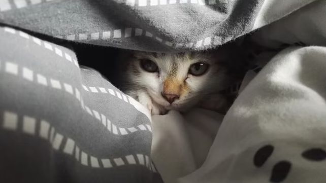 Algunas recomendaciones para minimizar el impacto del estruendo de cohetes y bombas en mascotas