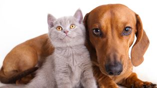 En agosto habrá 6 puntos de atención gratuitos para mascotas