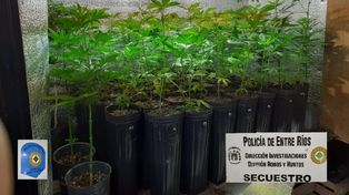 Fueron por una moto robada y hallaron un invernadero con 480 plantas de marihuana