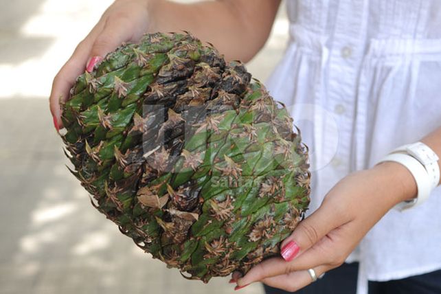 Reclamo y riesgo en la vía pública por un árbol