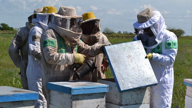 Los apicultores podrán acceder a créditos de hasta 150 mil pesos a través de la Secretaría de Agroalimentos del Ministerio de Producción provincial.