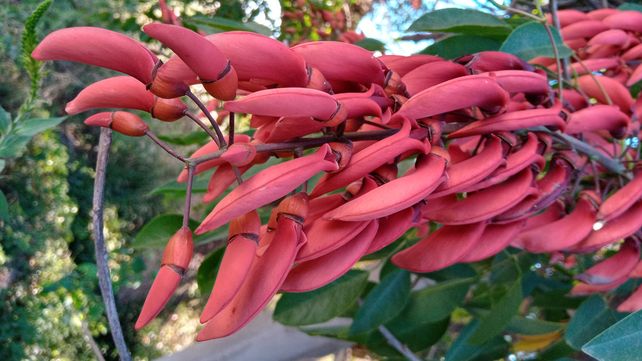 Más de un ceibo: 80 años de la flor nacional argentina