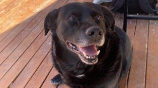 Piden justicia por la muerte de Garrafa, el perro de la UNL.