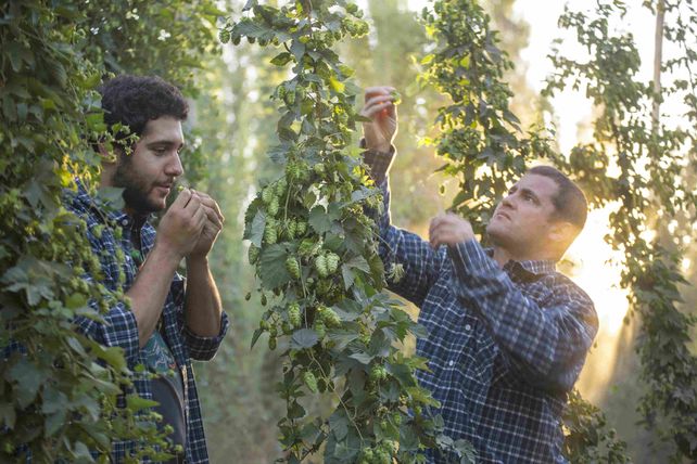 Fernández IPA, la cerveza wet hop IPA que se hace en otoño