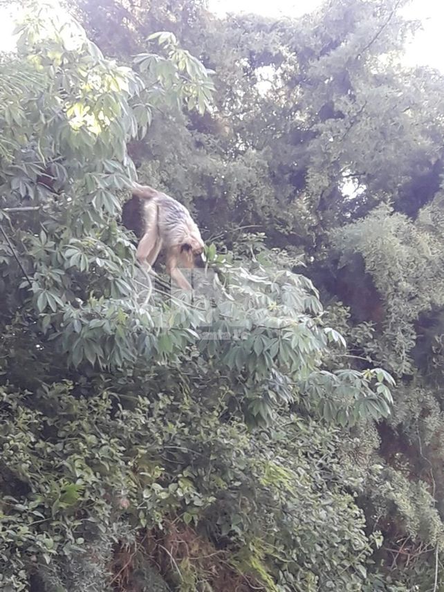 Un mono carayá sorprendió a los vecinos de Villa California