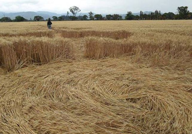 Aparecen extraños círculos en cosecha en Salta