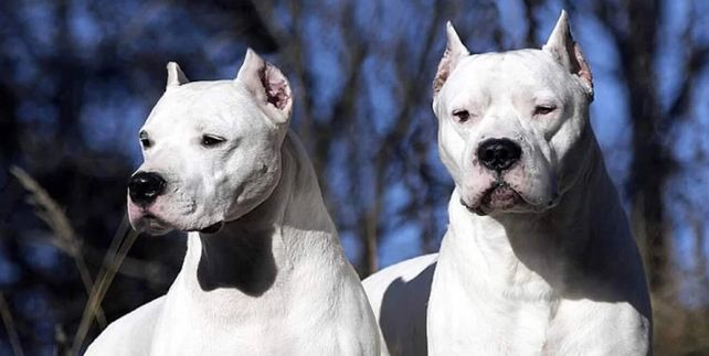 El dogo argentino es una raza peligrosa. Pensada para la caza del jabalí