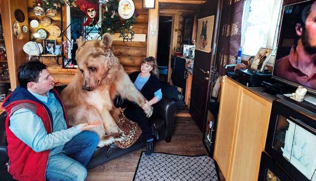 La increíble historia del oso adoptado que comparte la mesa y mira TV en el sofá
