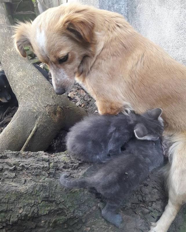 Iron y Ultra prendidos a Blondie.