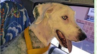 El perro se llama Floky