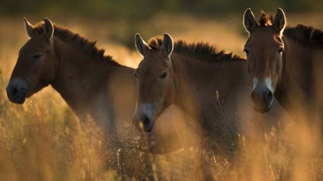 El misterio de los caballos salvajes en la zona de exclusión de Chernobil