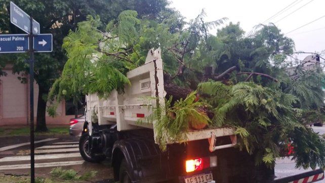 Se cayeron ocho árboles de gran porte