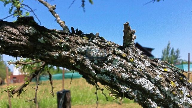 Los líquenes. Esos hongos que crecen en los árboles