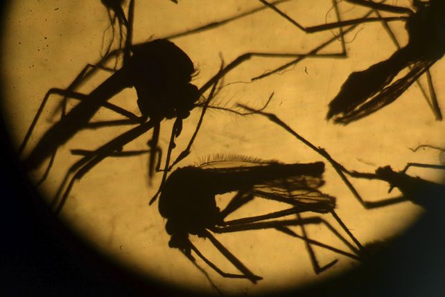 Una ola de mosquitos invade por estas horas Rosario.