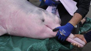 El delfín rosado del Amazonas sufre el mercurio de la nueva fiebre del oro