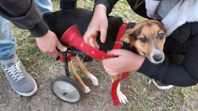 Juana estrenó sus patas ortopédicas conseguidas por los cartoneros tiktokers de Roldán.