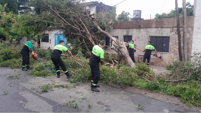 Personal de Defensa Civil trabaja en calle Ayacucho al 3900 por caída de árbol durante la tormenta.&nbsp;
