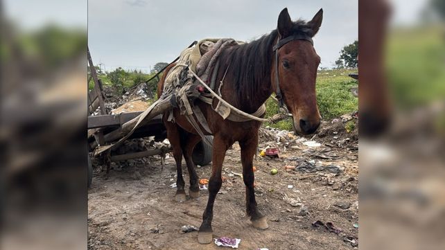 El caballo fue traslado para su evaluación y determinar su estado.