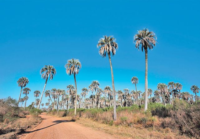 Palmares de Colón