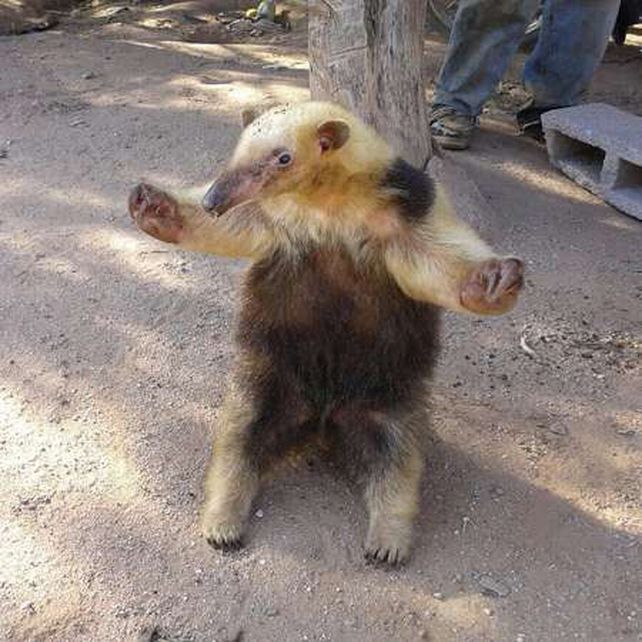 Ejemplar. El oso fue liberado.