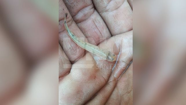 Alerta por la presencia de peces vampiro en el Río Coronda