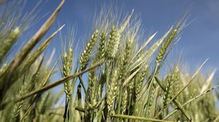 Trigo: Las lluvias definen el estado en cada región productiva