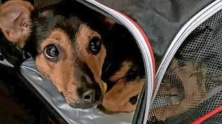 Pusieron en cuarentena a Coco, el perro que llegó a Ezeiza