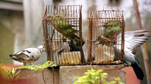 Psitacosis: posibles contagios causada por loros en Paraná