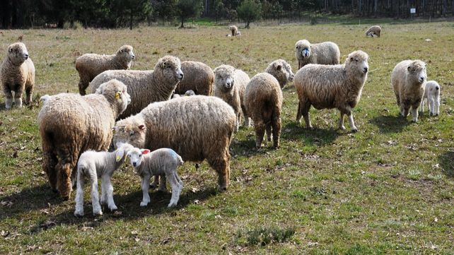Oportunidades. La carne ovina tiene mercado de exportación. Es la única aceptada por todas las religiones.