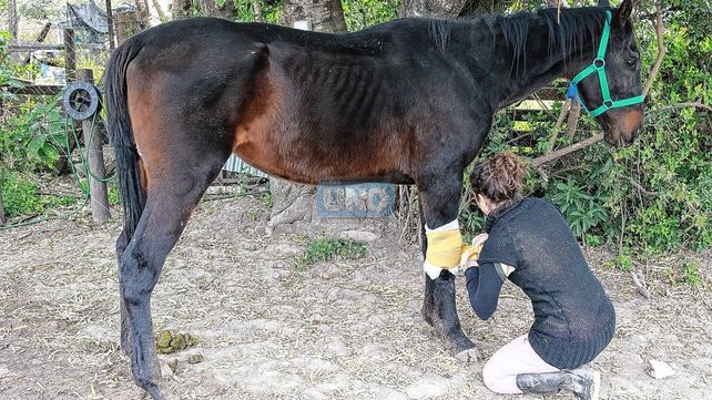 En la protectora asisten a los caballos diariamente. De lunes a lunes.