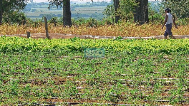 Muchos más productores se volcaron a la agricultura familiar con  la pandemia