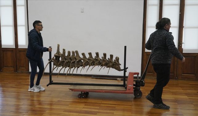 El Museo Gallardo reabre estas vacaciones con una enorme muestra de dinosaurios