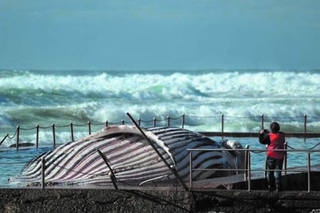 Mueren 39 ballenas al quedar varadas en playa de Nueva Zelanda