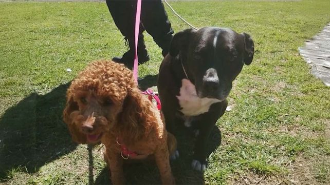 El pitbul y la caniche no presentaban síntomas de sofocación ni de estrés tras ser rescatados del interior de una camioneta estacionada en un súper de zona sur.