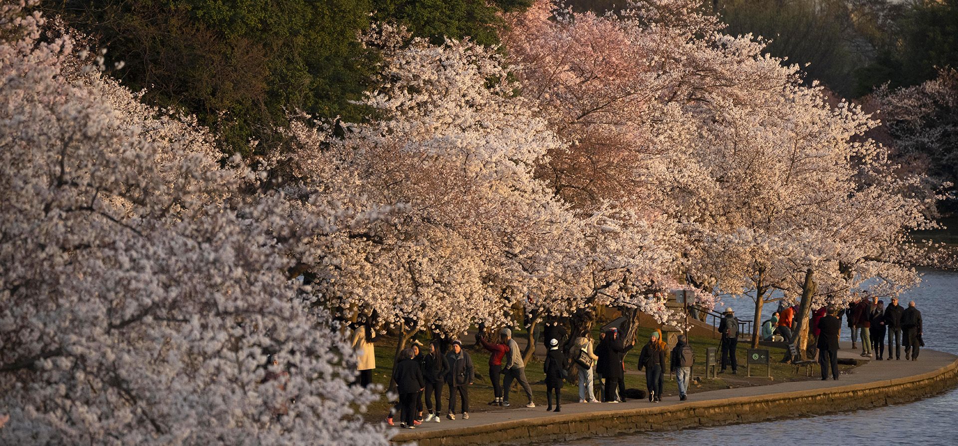 Transeuntes caminan bajo los cerezos en flor, que alcanzan su punto máximo de floración esta semana a lo largo de Tidal Basin en Washington, el lunes 18 de marzo de 2024, en Washington. (Foto AP/Mark Schiefelbein) Transeuntes caminan bajo los cerezos en flor, que alcanzan su punto máximo de floración esta semana a lo largo de Tidal Basin en Washington, el lunes 18 de marzo de 2024, en Washington. (Foto AP/Mark Schiefelbein)