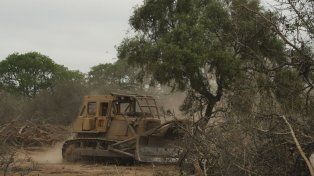 Los peligros del desmonte: temperaturas extremas, inundaciones y desaparición de especies