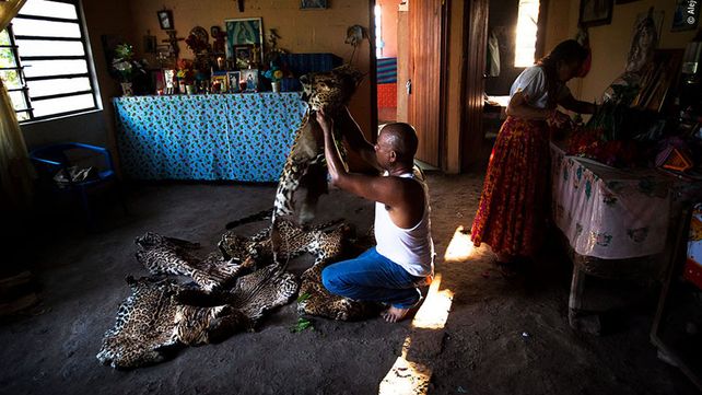 Imágenes ganadoras del premio Fotógrafo de Vida Silvestre 2018