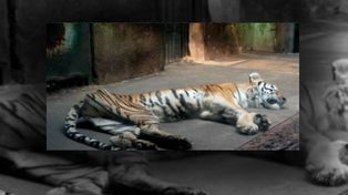 Indignación por la cría de tigres para fabricar vino afrodisíaco con sus huesos