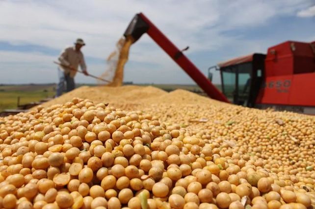 Agroexportaciones. El efecto dólar soja volvió a presionar a la baja en el mercado de Chicago.