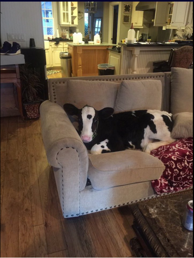 Goliath: la vaca que se cree perro
