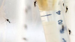 El Inta desarrolló un producto clave contra el dengue