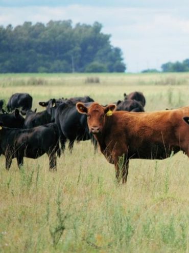 Vacas flacas: pese a la elevada oferta de animales para faena, falta hacienda terminada