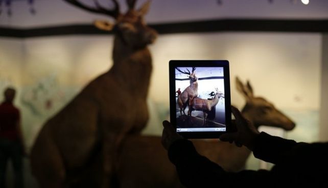 Un museo alemán exhibe animales teniendo sexo