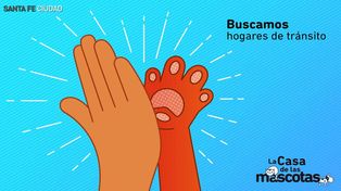Vos podés sumarte y ser hogar de tránsito para perros y gatos