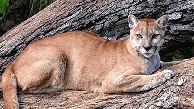 Habilitaron la caza deportiva de zorros, guanacos y pumas en Santa Cruz Habilitaron la caza deportiva de zorros, guanacos y pumas en Santa Cruz