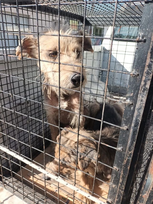Malnutridos. Los cinco perros presentaban un avanzado estado de deterioro