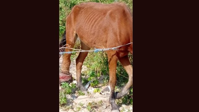 Rescataron una yegua que ya no podía caminar por una infección en una pata
