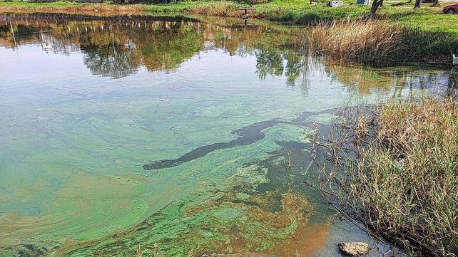 Advierten por la presencia de cianobacterias en aguas recreativas de Santa Fe y Santo Tomé