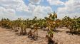 Emergencia agropecuaria: la comisión nacional avaló la prórroga para el norte de Santa Fe