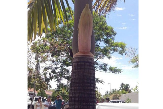 La gente se reúne alrededor de una palmera en la que ven la figura de la Virgen